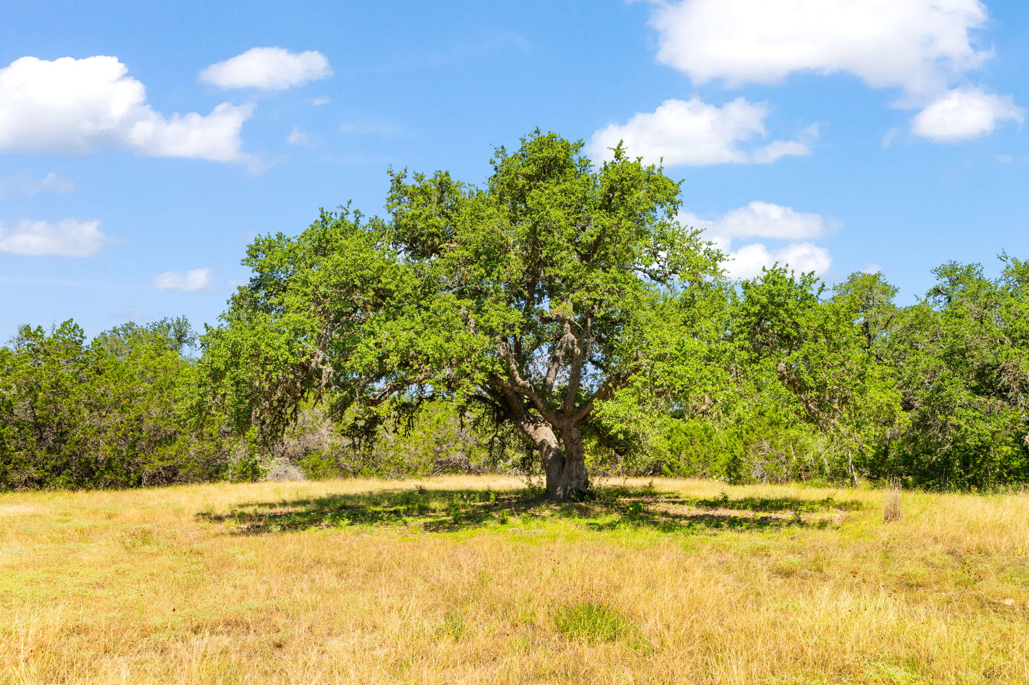 RanchesAt Driftwood property view 15